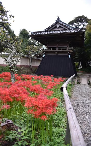 Spider lilies in Enshoji Temple.